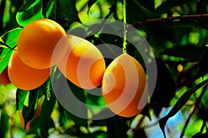 Close-up ripe mayongchid or maprang or marian plum or plum mango on tree