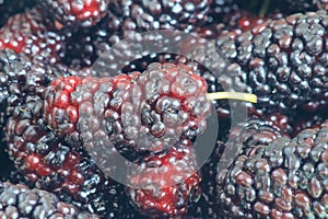 Mulberry fruit