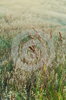 Close-up of ripe oats ears in a golden field on a sunny day with a blurred background