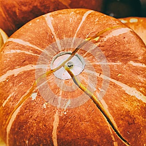 Close-up Ripe orange organic pumpkin with crack, vintage colours. Rustic fall background