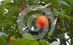 Close-up of ripe orange on tree