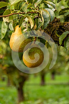 Close up of ripe pears in pear orchard