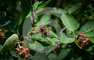 Close-up ripe purple berries of Amelanchier canadensis, serviceberry, shadberry or Juneberry tree on green blurred background