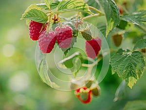 Close-up of ripe raspberries on a bush. Organic farming and healthy food concept, copy space