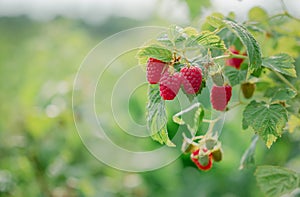 Close-up of ripe raspberries on a bush. Organic farming and healthy food concept, copy space