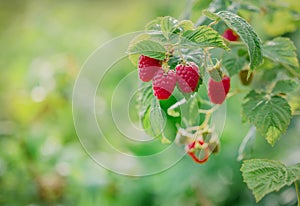 Close-up of ripe raspberries on a bush. Organic farming and healthy food concept, copy space