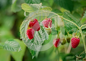 Close-up of ripe raspberries on a bush. Organic farming and healthy food concept, copy space