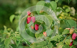 Close-up of ripe raspberries on a bush. Organic farming and healthy food concept, copy space