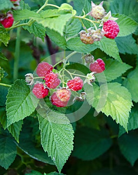 Close-up ripe raspberries in the garden.growth raspberries