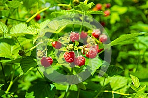 Close-up ripe raspberries in the garden.growth raspberries