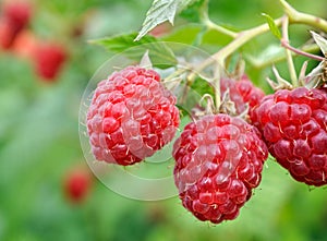 close-up of raspberry branch in the garden