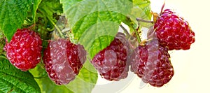 Close-up of the ripe raspberry in the fruit garden.