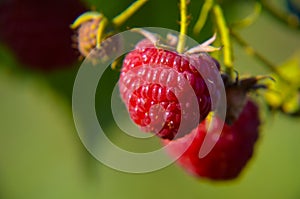 Close-up of the ripe raspberry