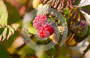 Close-up of a ripe raspberry. Macro