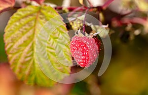 Close-up of a ripe raspberry. Macro