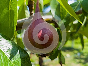 Close up of Ripe Red Bartlett Pears on the tree