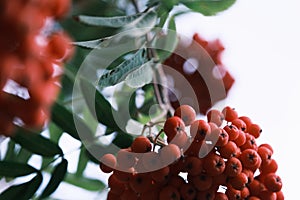 Close up of ripe red berries of ashberry tree in the autumn park