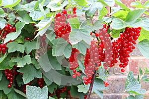 A close up of ripe red berries growing on a branch.