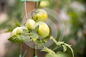 Close up of ripe red cherry tomatoes growing on a plant in a garden