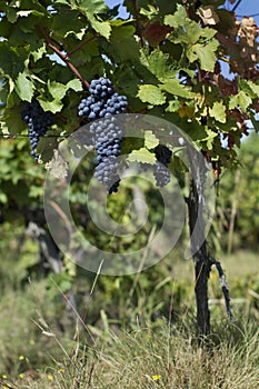 Close up of ripe red grapes ready for autumn harvest