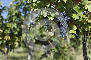 Close up of ripe red grapes ready for autumn harvest