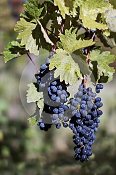 Close up of ripe red grapes ready for autumn harvest