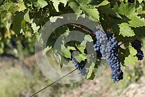 Close up of ripe red grapes ready for autumn harvest
