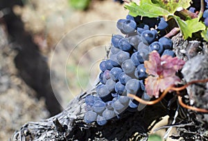 Close up of ripe red grapes ready for autumn harvest