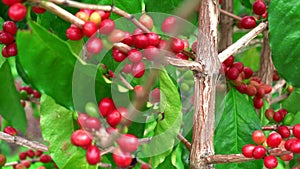 Close-up of Ripe red Kona bean coffee