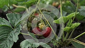 Close-up of ripe red strawberry hanging on a bush