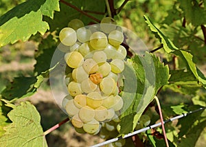 Close up of ripe Ribolla Gialla grape photo