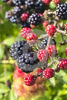 Close up of ripe and ripening wild blackberries