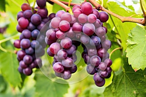 close-up of ripe sherry grapes on a vine