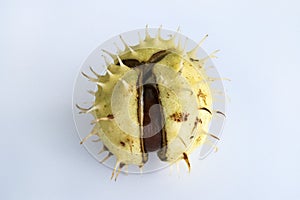 Close-up of ripe shiny inshell horse chestnut on light gray background