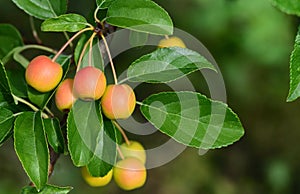 Close-up of ripe, small, red ornamental apples hanging from a branch on a tree against a green background photo