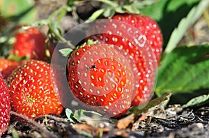 Close-up of ripe strawberry
