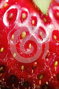 Close-up of ripe strawberry showing seeds. Detailed surface macro shot of texture of fresh red fruit.
