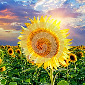 Close-up of a ripe sunflower against the evening sky and sunflower field at sunset. Ukraine