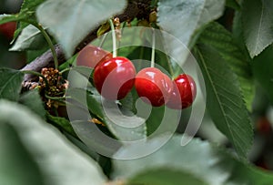 Close-up of ripe sweet red cherries