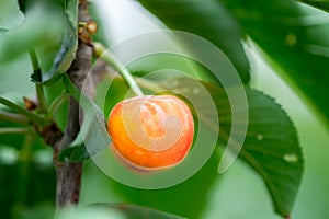 Close-up of ripe sweet yellow red cherries on branch