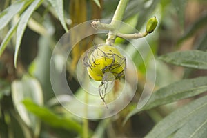 close up of ripe tintir fruit