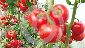 Close up of ripe tomatoes on green branch.