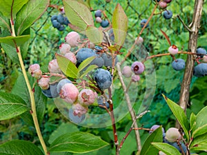 Close-up of ripe and unripe cultivated blueberries or highbush blueberries growing and maturing on branches of blueberry bush