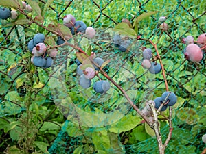 Close-up of ripe and unripe cultivated blueberries or highbush blueberries growing and maturing on branches of blueberry bush