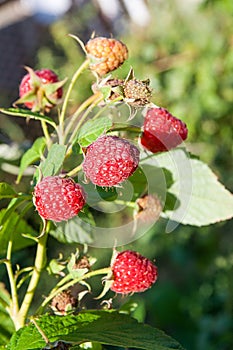 Close up of the ripe and unripe raspberry in the fruit garden. Growing natural bush of raspberry. Branch of raspberry in sunlight