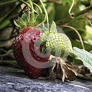 Close up ripe and unripe strawberries