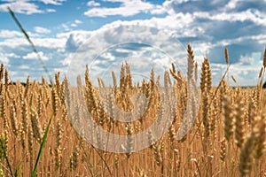 Close up of ripe wheat ears against beautiful sky with clouds