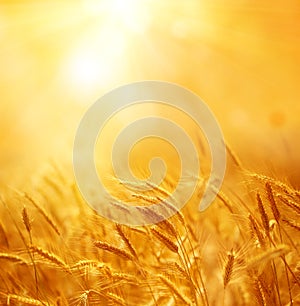 Close up of ripe wheat ears. Beautiful backdrop of ripening ears