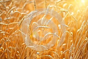 Close up of ripe wheat ears. Beautiful backdrop of ripening ears of golden field. Nature background.