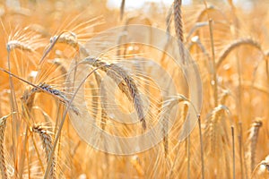 Close up of ripe wheat ears. Beautiful backdrop of ripening ears of golden field. Nature background and  blurred bokeh.